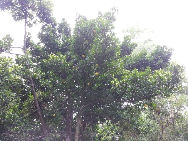 这金黄金黄的野果，你吃过吗