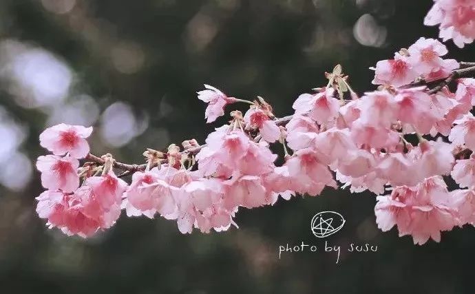 大福建这些地方，花开成海，美若仙境错过就要再等一年啦!