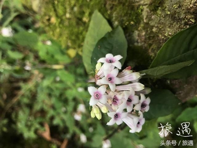 从高处俯瞰福建泰宁十里平湖：感受猫儿山公园的奇特之景