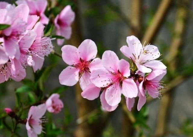 怎样上山发现盆景