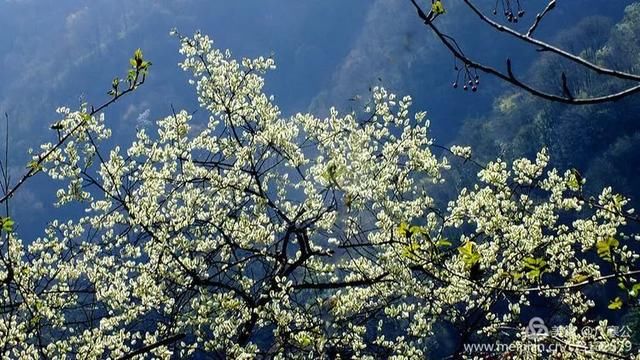 春天来了，一起去留坝太子岭看花吧！