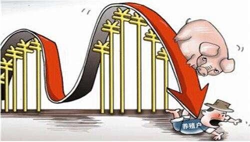 猪价反弹近在眼前，或重回7.5元\/斤，理由充足使人信服！