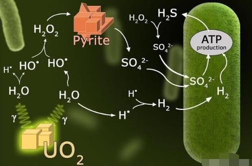 发射性元素也能成为生命的养料？科学家发现以铀为能量源的生命体