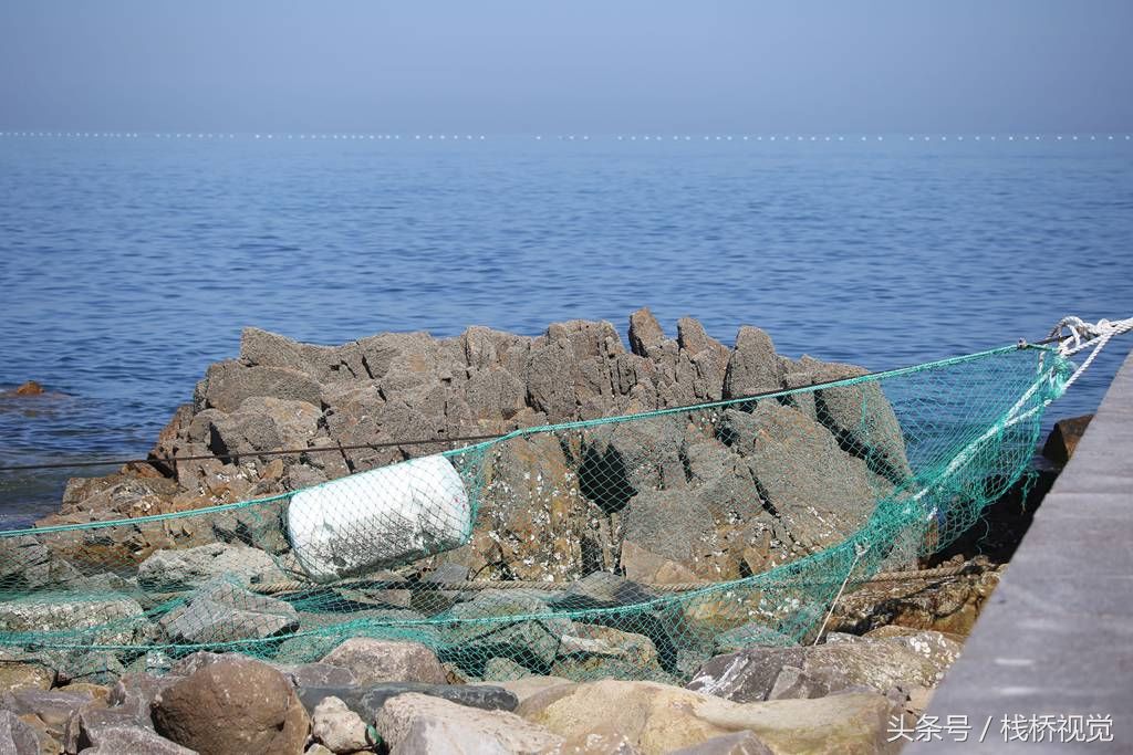 青岛设海上拦浒网防浒苔，今年江苏先治严防死守，不会作乱山东