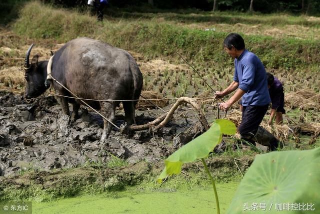 明年开始不允许农民自建楼房？如果是这样，买不起房的人怎么办？