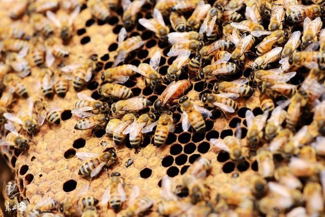 蜜蜂养殖技术 种王群的管理