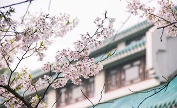 春天,这个世界在拼了命地绽放