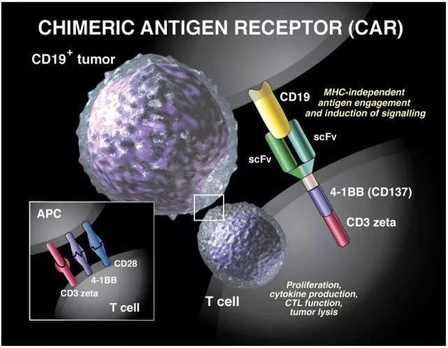 CAR-T疗法全新升级!抗癌效果翻4倍，还可消除多种实体瘤并预防复