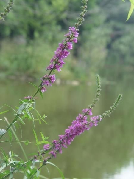 农村这种水陆两生的野草，是园林建设的稀罕货，还能食药两用！