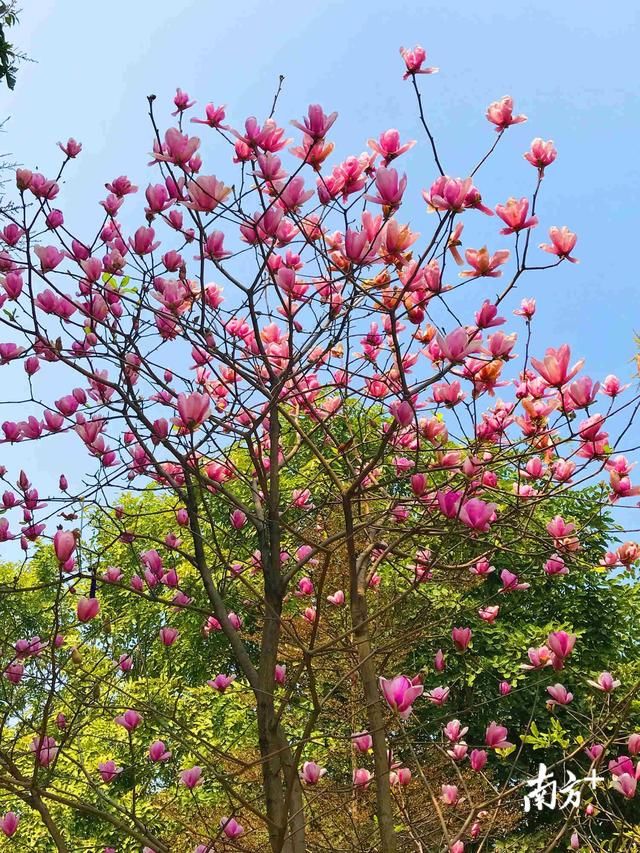 羊城温暖如春，玉兰花开烂漫如诗