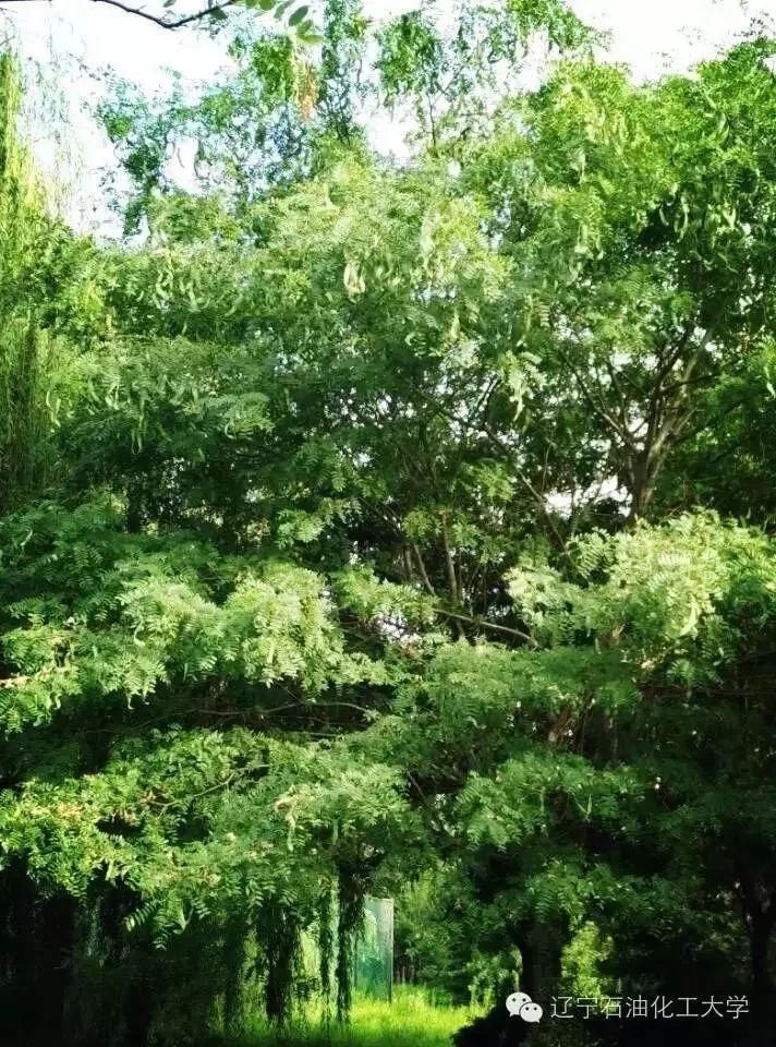 再见了,抚顺石油大学!再见了,丹东路西段1号!