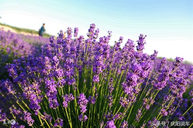 1968年出生:50岁属猴人的未来18年,可别躲了,