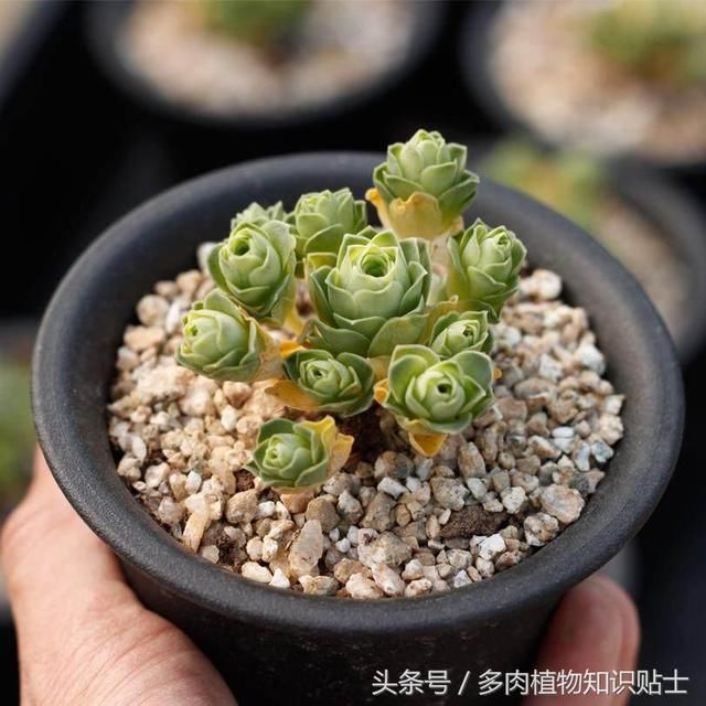 夏天多肉怎么变这样!都是植物休眠惹的祸