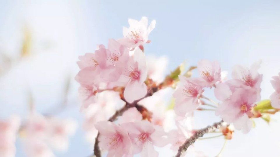 【每月在路上】三月,送你最in的赏花攻略,十大赏花胜地,愿你不