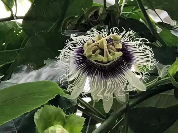 大杭州有个神奇的植物王国！蔬菜种在水中，长在空中.......