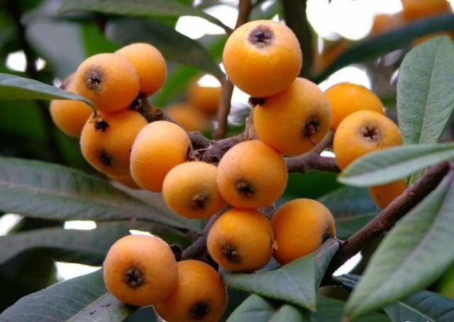 【贵州特产地图】告诉你贵州特色水果、猪牛鱼