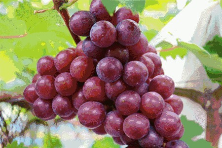 正是葡萄成熟时,南昌周边摘葡萄好去处了解一