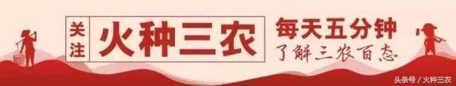 同样是种柑橘，这一举动使他轻松增收30万