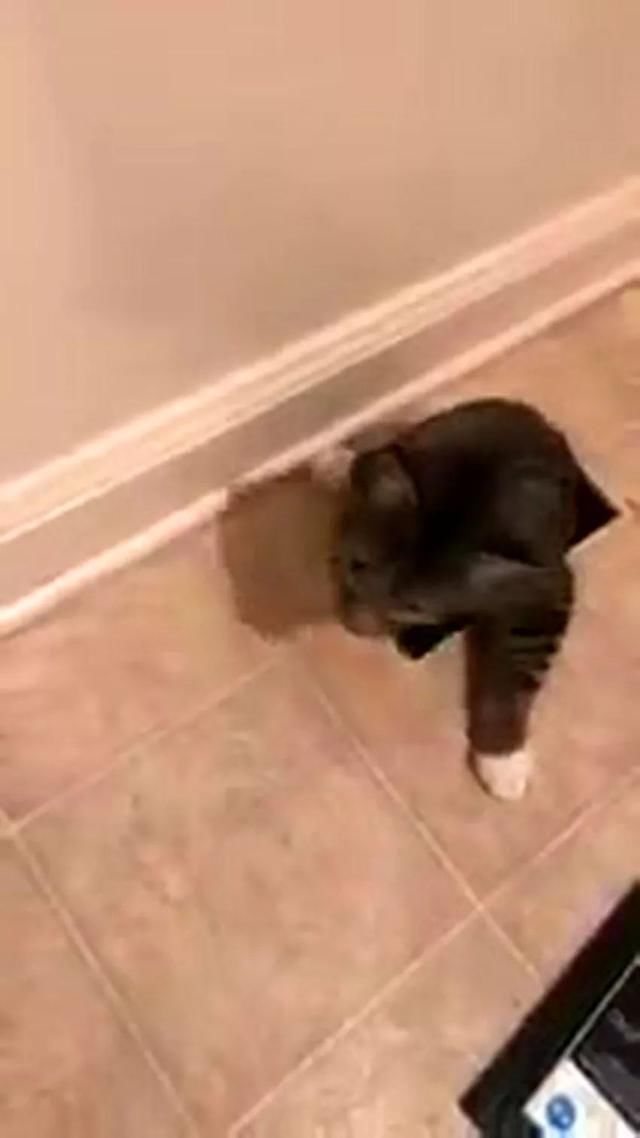猫咪听说这家没养宠,主动钻下水道送猫上门