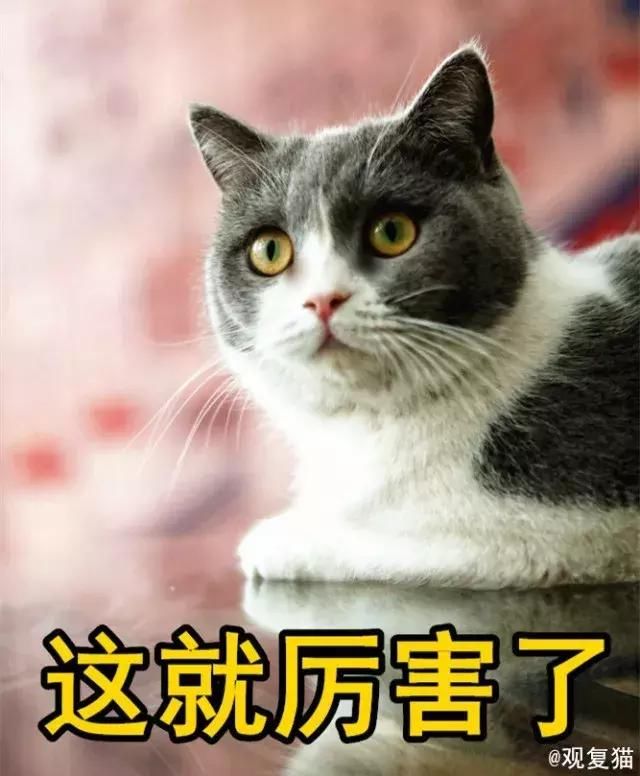 第一奇书中的猫《蓝毛毛找猫》21:金瓶有猫_【