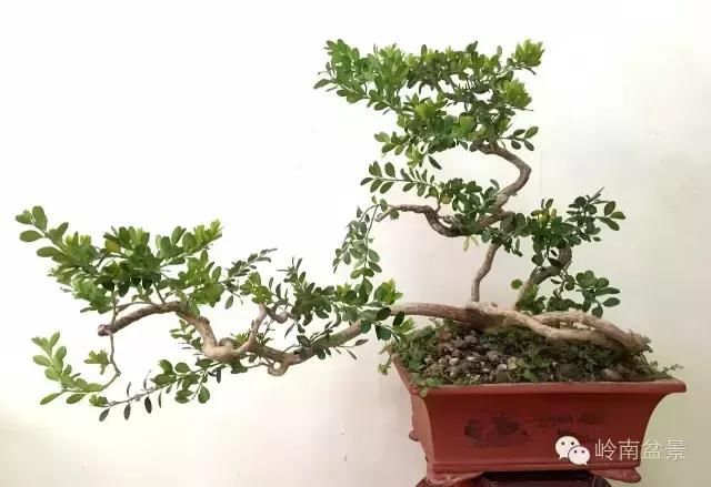 一组海岛黄杨盆景作品欣赏 感谢大自然的慷慨馈赠