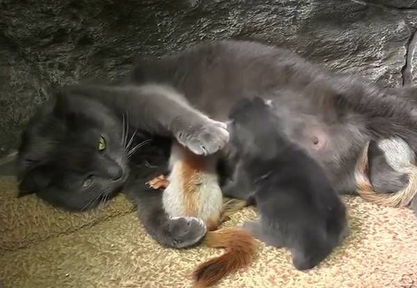 温暖人心!一猫咪收养四只小松鼠母爱泛滥