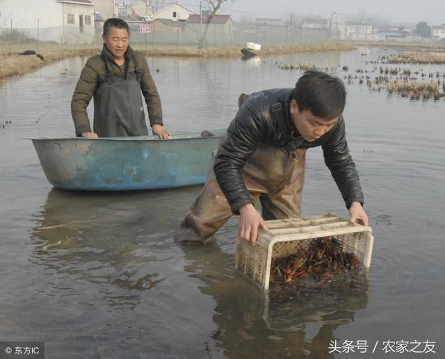 小龙虾养殖模式有哪些，全国主要小龙虾养殖模式大全