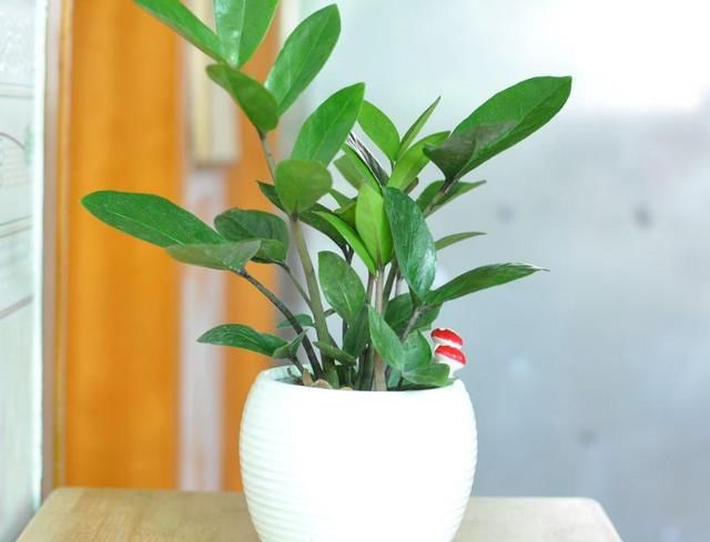 金钱树养护技巧,有很多好处!夏季怎么扦插呢?