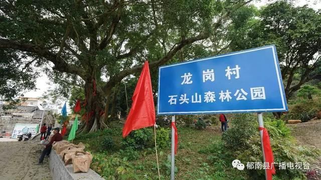 千年樟树、烈士故居，云浮这个村庄将打造生态休闲旅游观光圣地