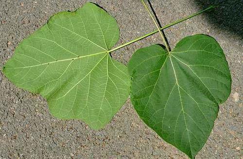 拜神戴叶吃西瓜,贴膘晒秋怕打雷--你不知道的立