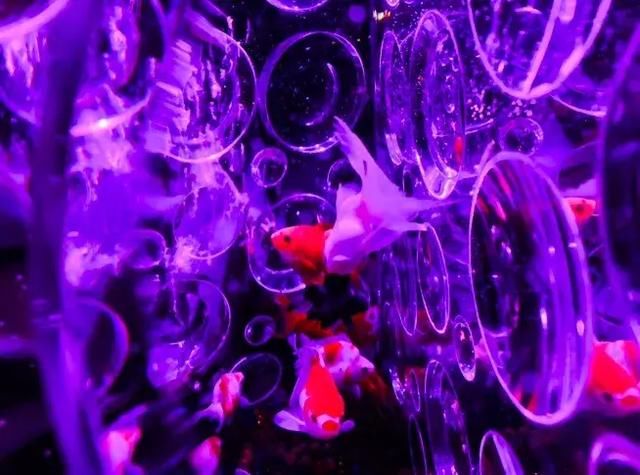 瓦努阿图：潜入水底邮筒便能投递出全世界独一无二的水下明信片