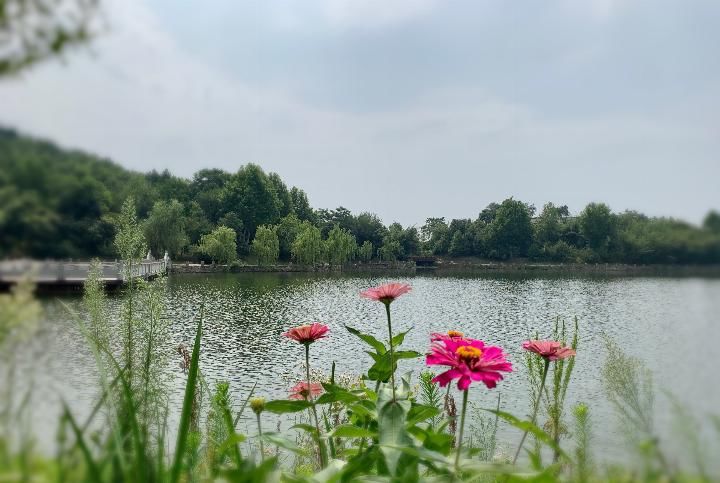 武汉黄陂一处自然盛开地,景鲜花少如美人生姜有用治便秘空调吗图片