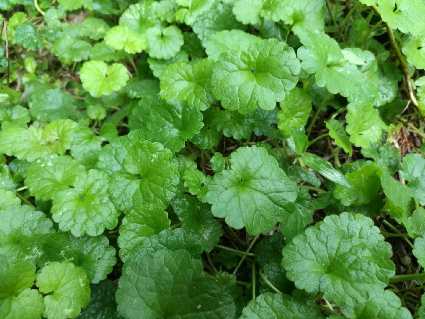 农村墙角下不起眼的植物,名叫活血丹,落地金钱,你认识吗