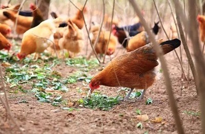 硕士回乡养土鸡,一年净赚200万