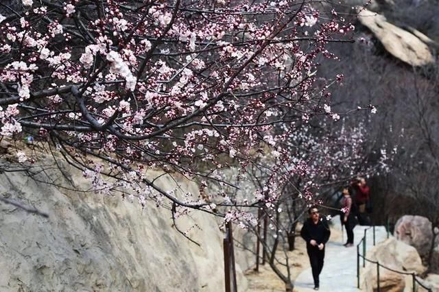 春风十里美了平山！繁华盛开、杨柳依依、亲子游……就等你来相约