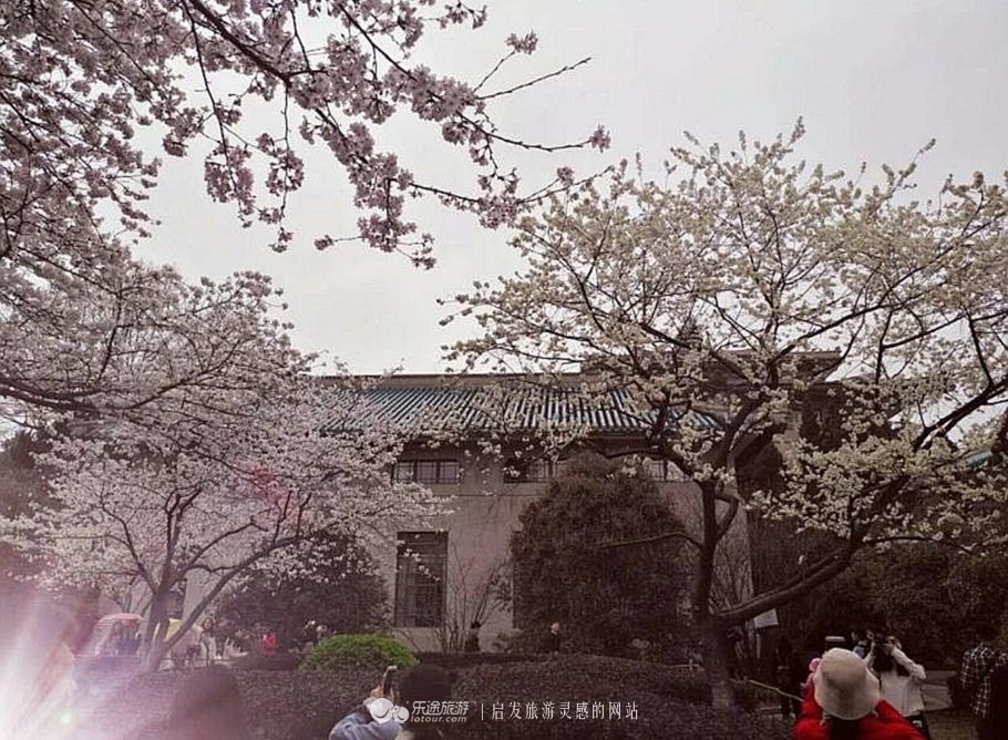 武汉大学的樱花大道,绚烂多姿