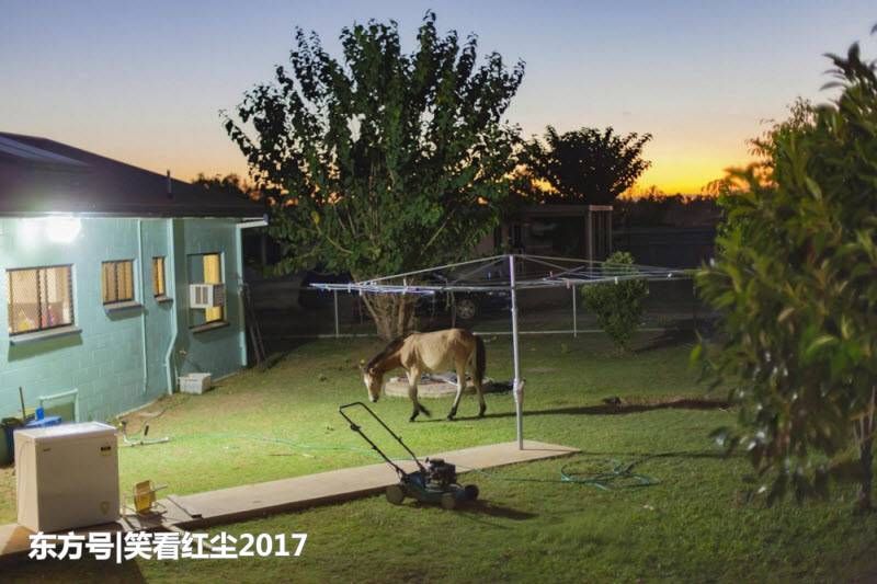 来自澳大利亚的有趣照片 来自澳洲的那些趣事，袋鼠乱穿马路，蛇