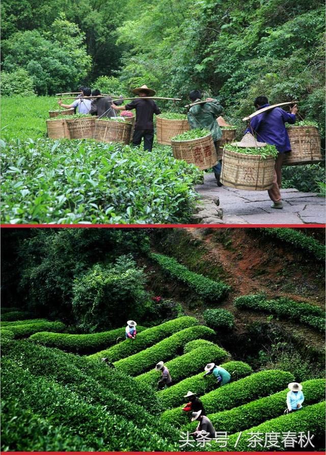 都爱喝普洱，普洱茶的四大茶厂你知道吗？