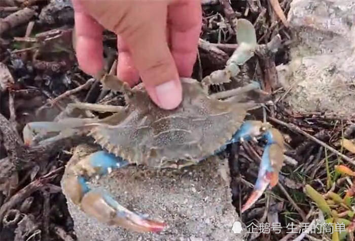 礁石附近抛网，拉上来看没有鱼都是这螃蟹，男子这样做