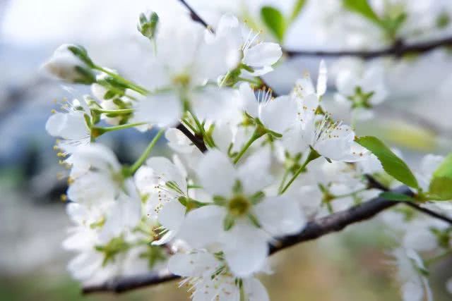 千亩李花竞相怒放，美得不像话！