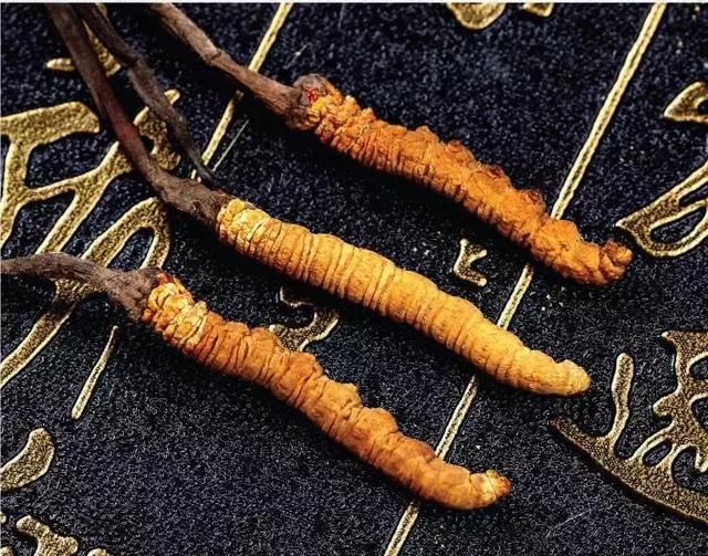 冬虫夏草吃多少才有效?一天到底要吃多少克多