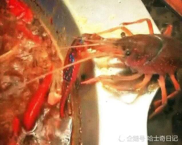 史上最励志小龙虾，为求保命，自断左钳也不进火锅，食客行为感人