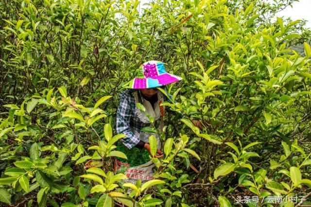 在云南的名茶山中，这座茶山的茶叶性价比最高