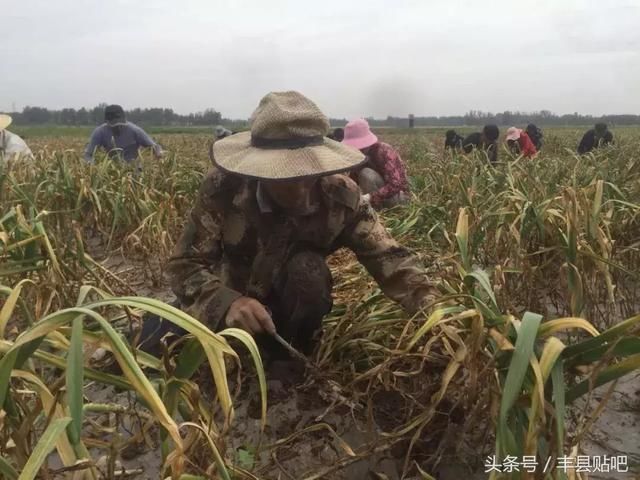 丰县农村一个“挖蒜工”的一天