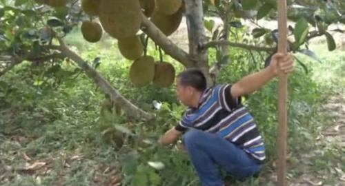 湛江农民种植菠萝蜜树,一亩地可赚6万元!