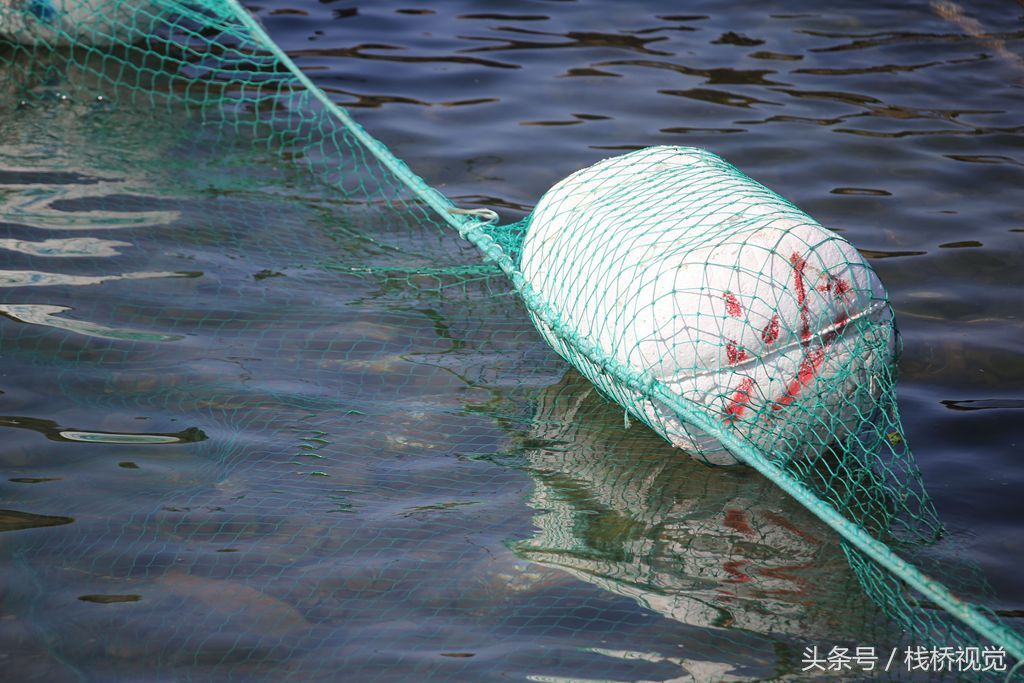 青岛设海上拦浒网防浒苔，今年江苏先治严防死守，不会作乱山东