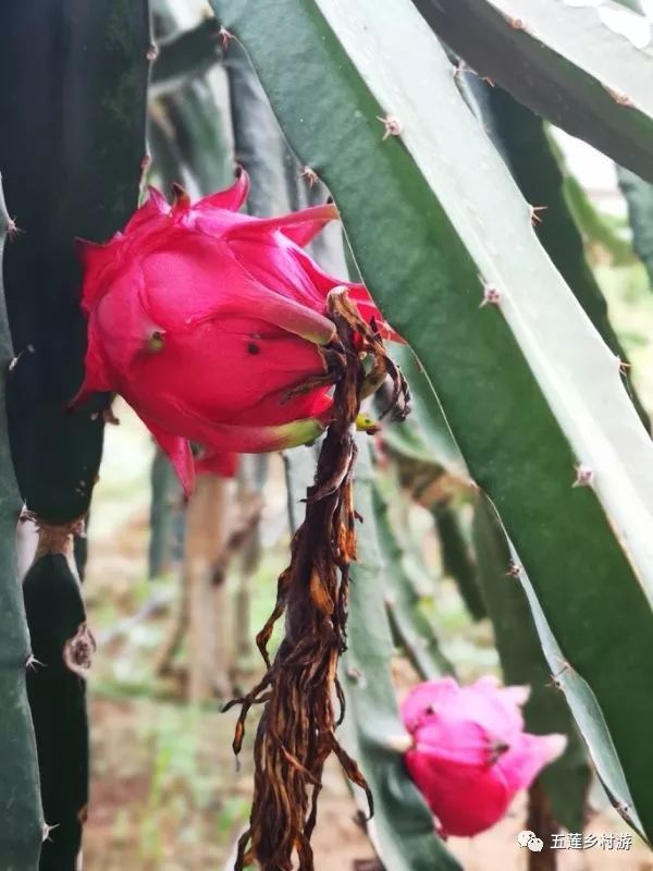 俊丰红心火龙果熟了!听说过吃火龙果吐籽吗?