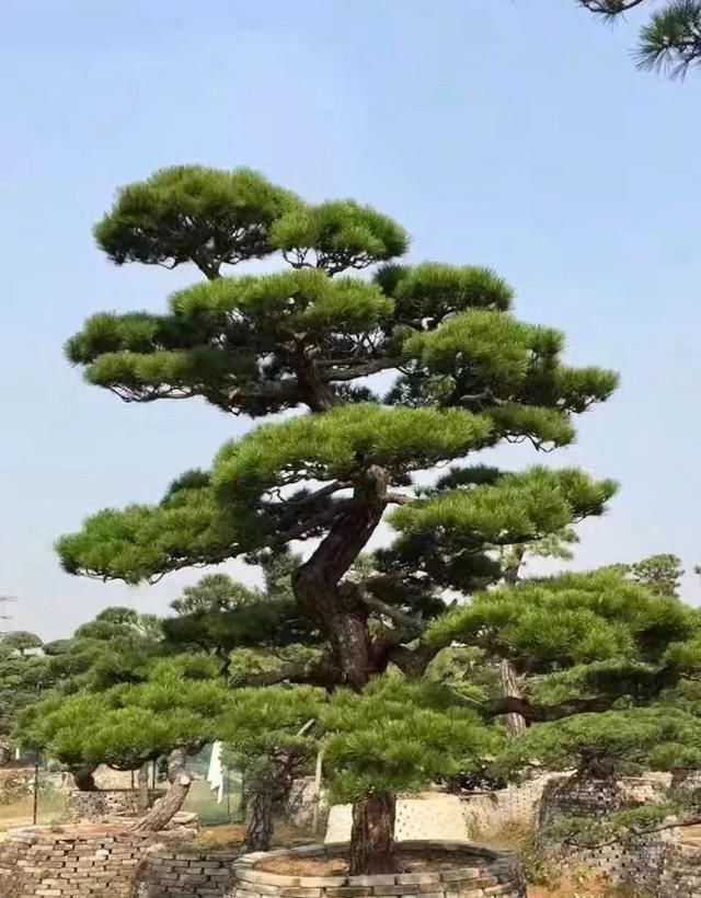 有钱任性！土豪们最爱选的庭院树，你选对了吗？