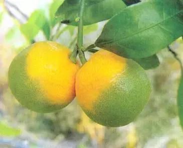 【最全版】柑橘病害图谱(上)