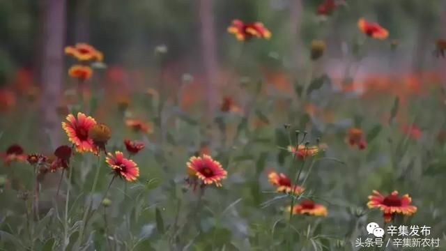 拆违16150亩初见成效!辛集澳森大街、保税物